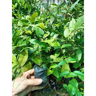 Cây giống cát sâm