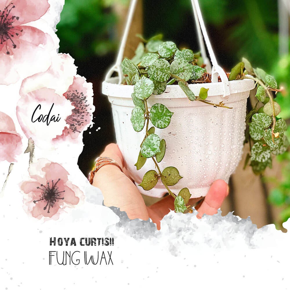 Cây Hoya curtisii Fung Wax (Chuỗi Đào) chậu bí ngô