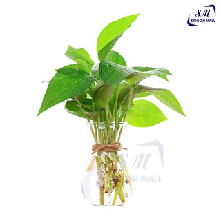 Bình bông lọ hoa thủy tinh miệng loe / Hũ , lọ thuỷ tinh 350ml