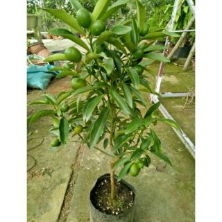 Cây 🌲 Tắc Ngọt ... Thái.... siêu trái