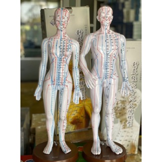 Mô hình châm cứu Nam và nữ