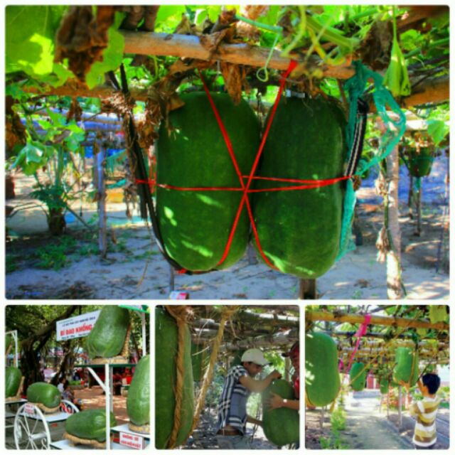 Hạt giống bí đao khổng lồ
