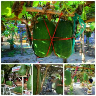 Hạt giống bí đao khổng lồ