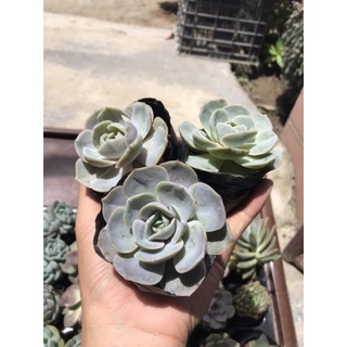Sen đá lola tím lỗi 1 đổi 1