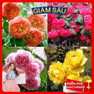 Gói 20 Hạt Giống Hoa Hồng Leo Pháp Mix