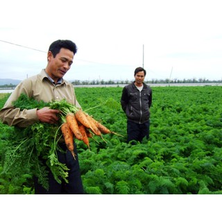 Hạt Giống Cà Rốt RaĐo 507