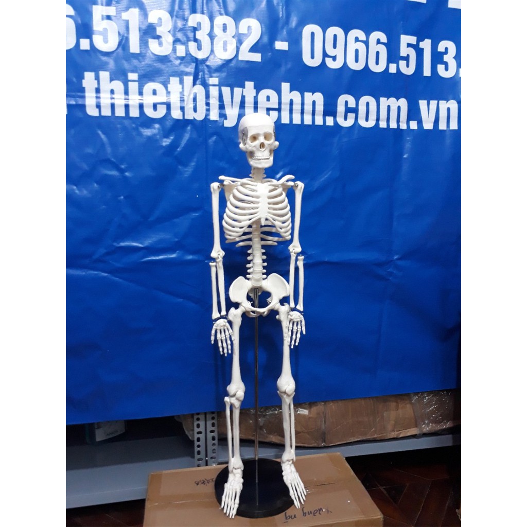 Mô hình giải phẫu hệ xương người cao 85cm - mô hình xương
