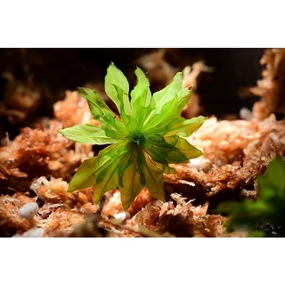 Hộp Rêu hồng đài làm terrarium, bán cạn