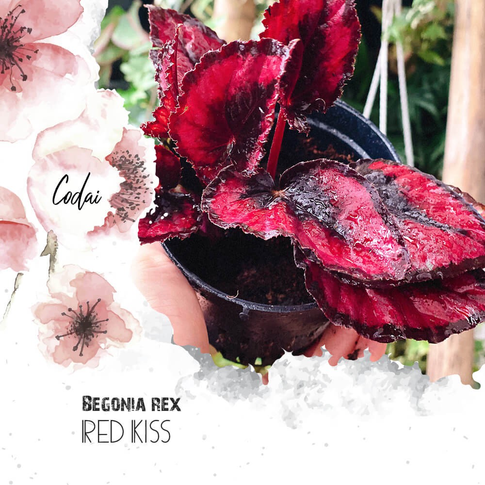 Chậu cây Begonia rex Red Kiss (Thu Hải Đường Nụ Hôn Đỏ) chậu nhựa