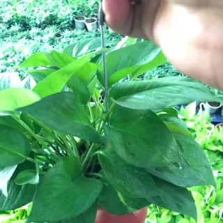 Chậu Trầu Bà Treo Vỏ  Ốc