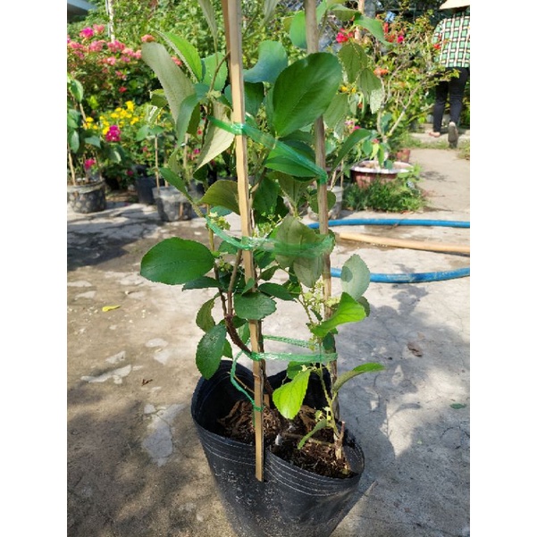 Cây giống táo Thái Lan