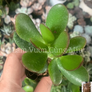 Sen đá thạch bích 🍃🍃🍃 size bầu