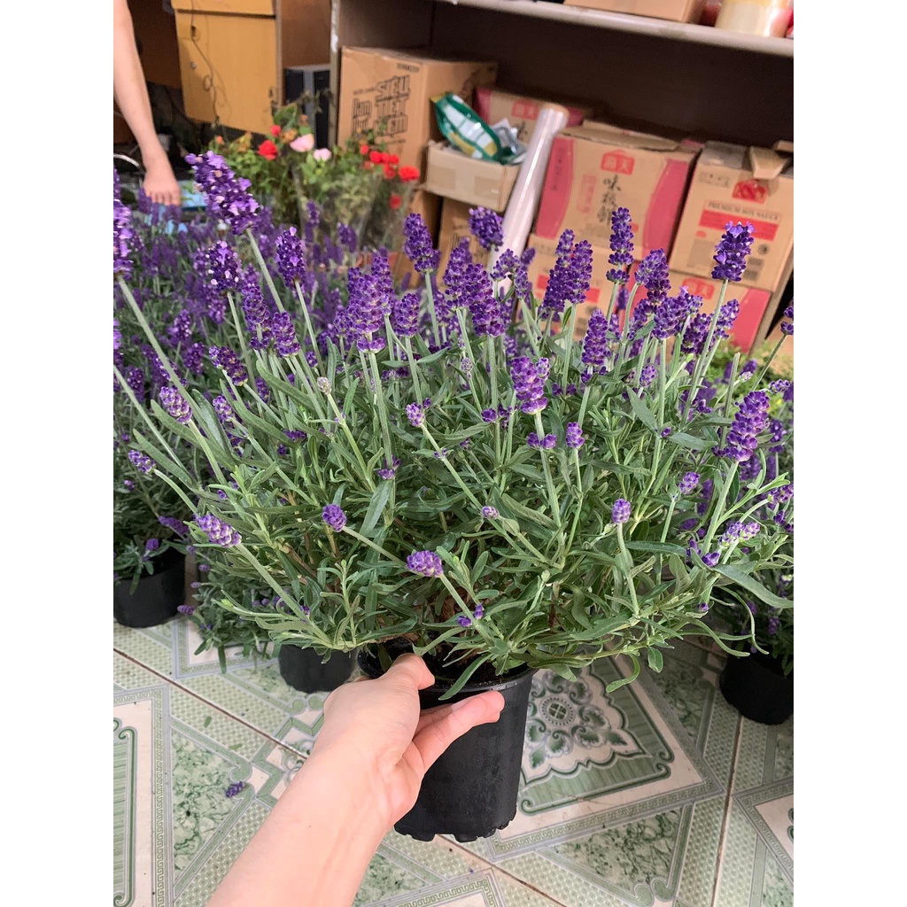 Chậu Lavender/ oải hương có hoa và nụ - ảnh thật