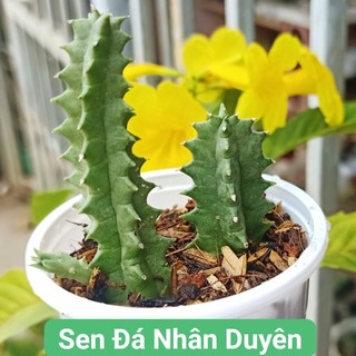 Xương rồng sao biển