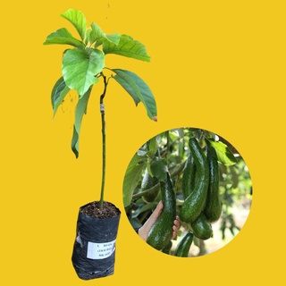 CÂY GIỐNG BƠ 034 SIÊU SỚM