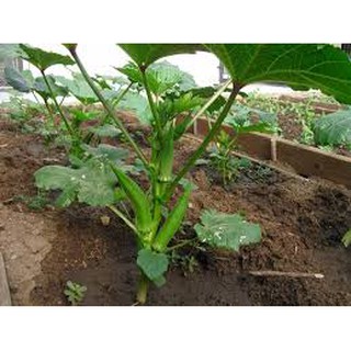 20GR - HẠT GIỐNG ĐẬU BẮP XANH