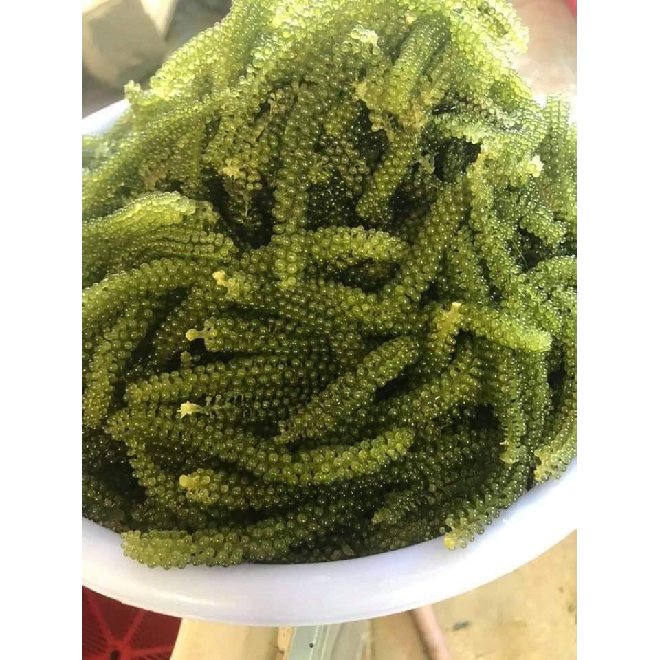 Nước sốt mè rang KEWPIE | BigBuy360 - bigbuy360.vn