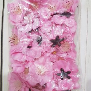 Hoa đào rời chụp ảnh