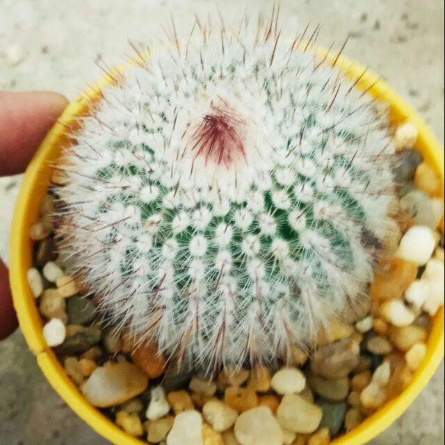 Xương rồng Hồng Tiểu Đinh