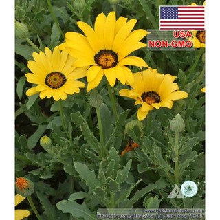200.HẠT Hạt Giống Hoa Cúc Châu Phi Mix Màu (| -KD: B34*V14)
