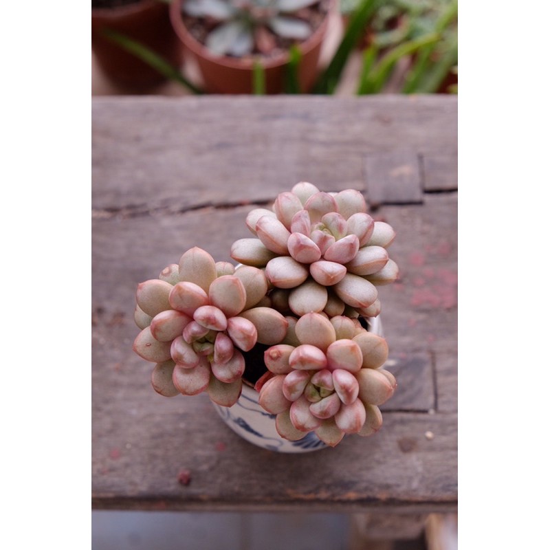 (GRAPTOVERIA AMETHORUM) SEN ĐÁ VE CHÓ, SỎI INDO, HẠT CÚC