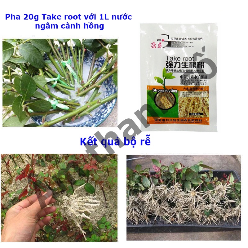 Phân bón kích rễ cực mạnh siêu kích rễ TAKE ROOT phân bón siêu kích rễ cho lan hoa hồng