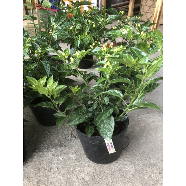 Cây ớt Chiltepin