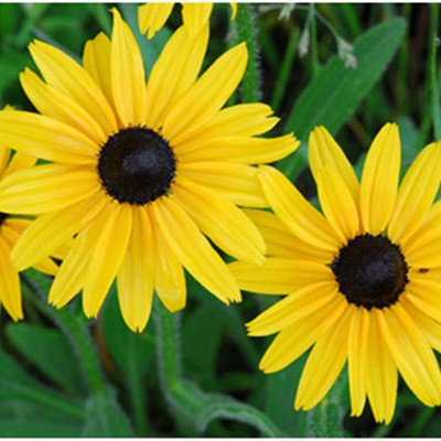 Gói 200 hạt giống hoa cúc tâm đen (susan- rudbeckia)