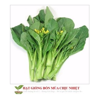 Hạt giống cải ngồng mập 300 hạt