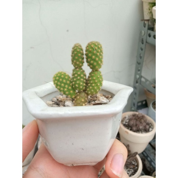 Xương rồng tai thỏ chậu sứ