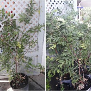 Chậu cây me thái ngọt, cây đẹp.