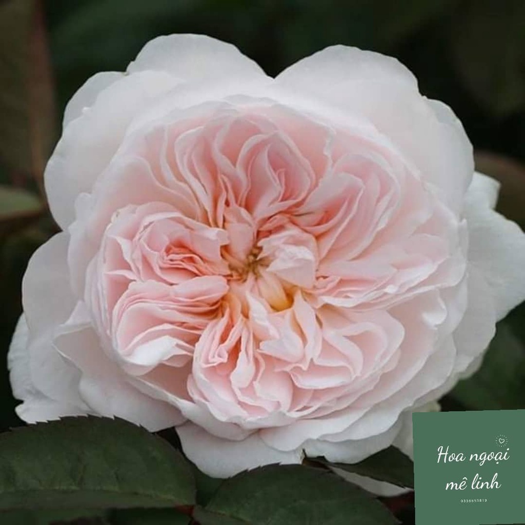 Hoa hồng Tranquility rose cô nàng hồng nhạt tinh tế -Hoangoaimelinh