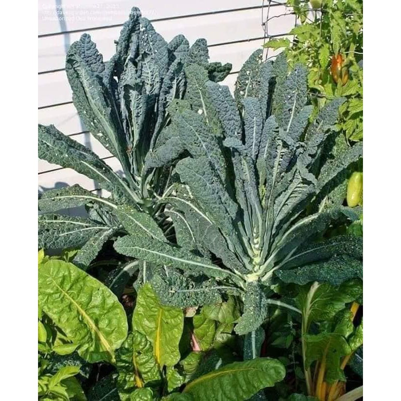 Hạt giống cải Kale Laci Ý - Kale Khủng Long