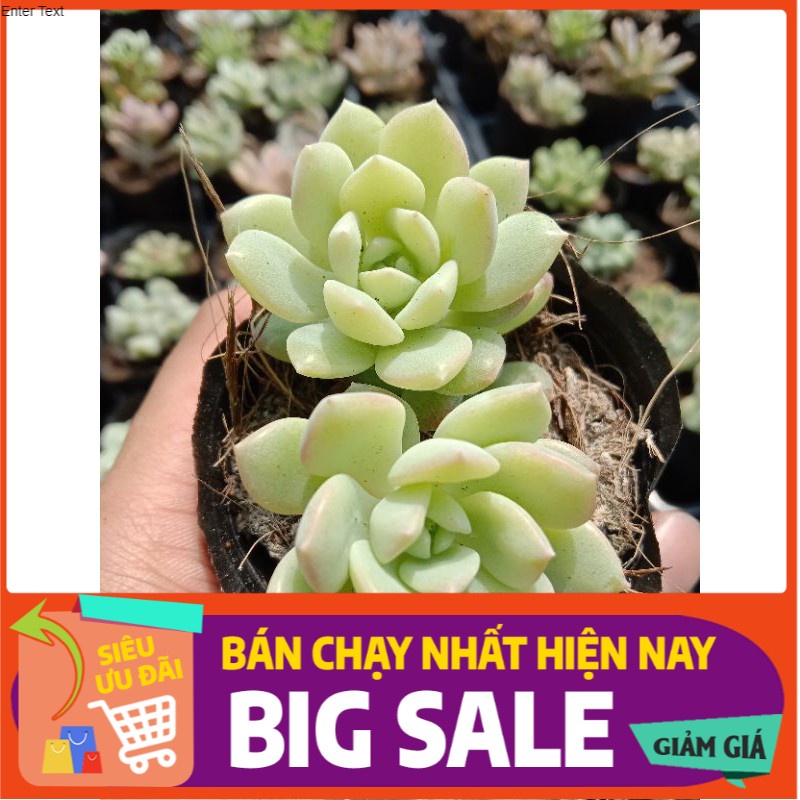 MỘT BÉ SEN ĐÁ DÙ VIỀN HỒNG SINH ĐÔI CỰC KOOL CHỜ ĐỢI CHI MÀ HONG RINH VỀ Ạ size mini 8x8 cm đã thuần khí hậu