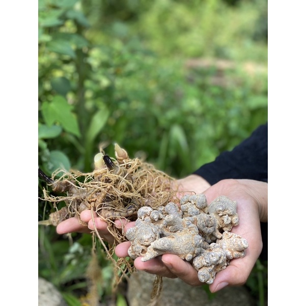 Bột Tam Thất Lâu Năm Hà Giang