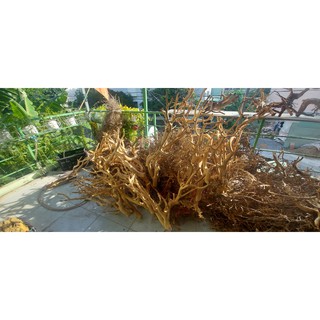 Lũa thuỷ sinh - lũa hải sa quỳ