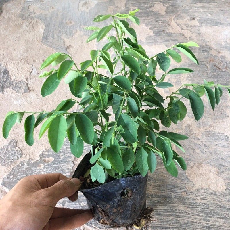 Cây GIỐNG RAU BÙ NGÓT. 9k/bầu(SHOP CÓ BÁN SỈ TẤT CẢ CÁC LOẠI CÂY GIỐNG+CÂY CẢNH GIÁ CỰC SIÊU MỀM)