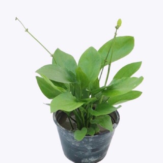 Cây bách thủy tiên/ cây Lan nước - cây giống
