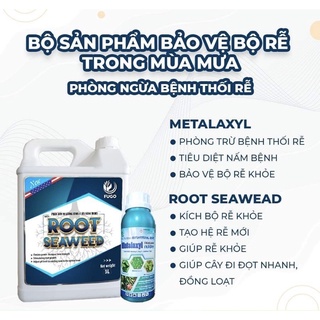 Bảo vệ bộ rễ - phòng ngừa bệnh thối rễ trong mùa mưa