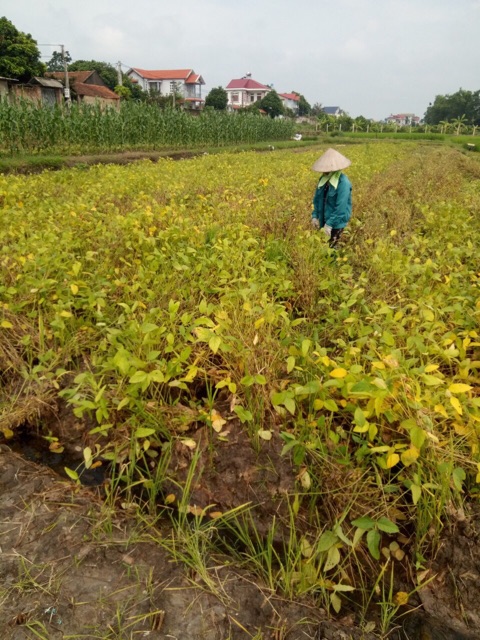 Đậu Nành( Đậu Tương) quê, giống thuần chủng vỏ xanh( 80k/1kg)