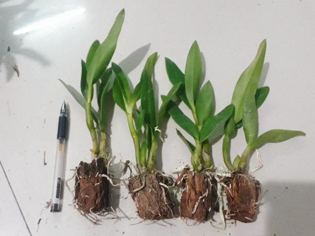 Hoa lan denro nắng bà liễu