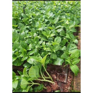cây giống hoa cẩm tú cầu