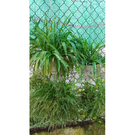 Cây cỏ lan chi lớn chiếc lẻ (cây dây nhện, cây mẫu tử)