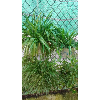 Cây cỏ lan chi lớn chiếc lẻ