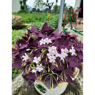 Củ hoa Bướm Đêm Oxalic
