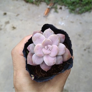 Sen đá dĩa - size nhỏ (5-8cm)