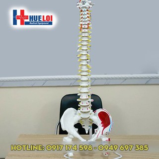 Mô hình xương cột sống 83 cm
