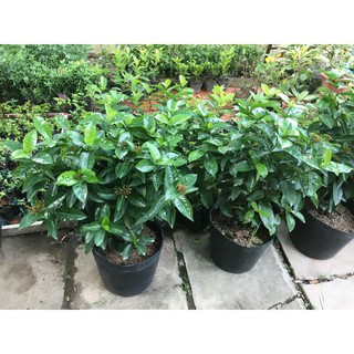 Chậu trang mỹ hồng (chậu lớn)