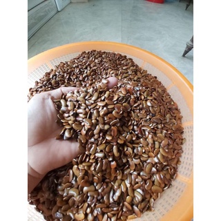20 Hạt giống cây Sưa Đỏ (Huỳnh Đàn, Trắc Thối, Huê )