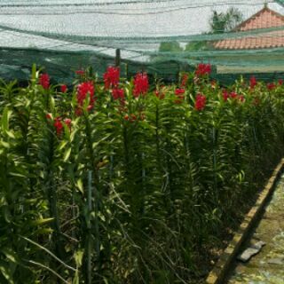 Lan Mokara cây giống màu đỏ